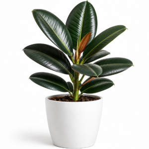 Robusta