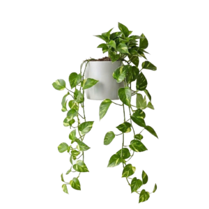 Epipremnum